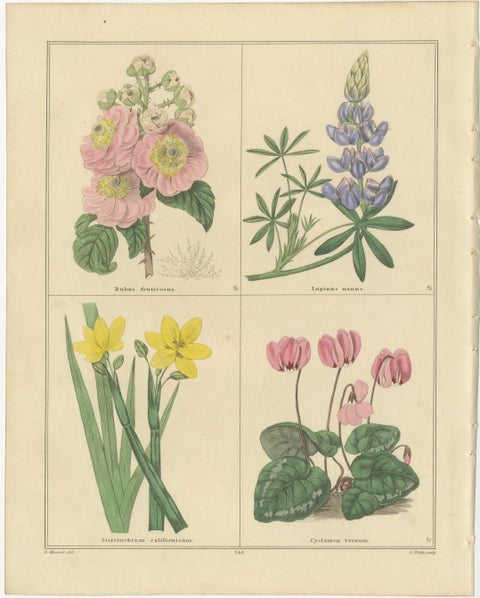 Antique Botanical Prints by B. Maund, Hand-Colored Pair, London c.1836, view 2