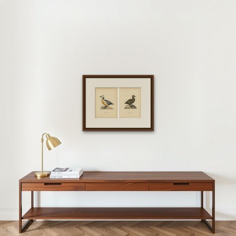 Antique Steller’s Eider Duck Lithographs, Male and Female Pair, Sweden 1929, shown framed on a wall