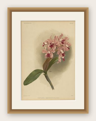 Gorgeous Impressive Large Folio Size Antique Print of an Orchid, 1888, shown framed