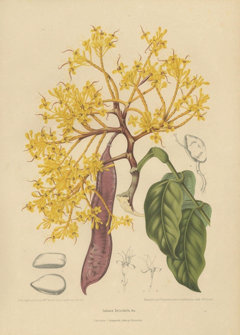 Original Antique Botanical Chromolithograph of Yellow Saraca, c.1880, close-up 1
