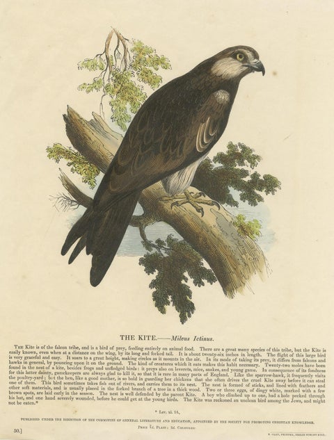 The Kite, Bird of Prey, Antique Wood Engraving, circa 1860, close-up 2