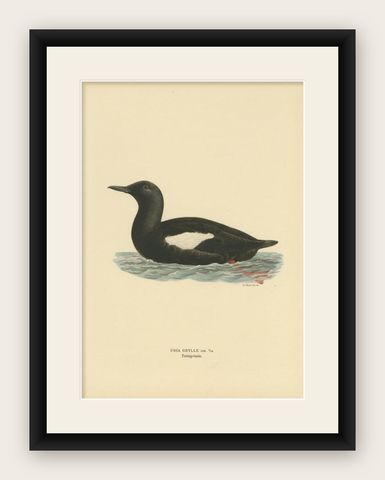 Antique Bird Print of the Black Guillemot by Von Wright, 1929, shown framed
