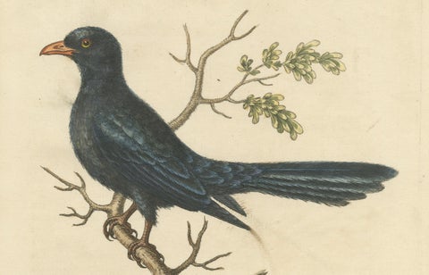 The Black Indian from George Edwards' A Natural History of Uncommon Birds (1743), close-up 1