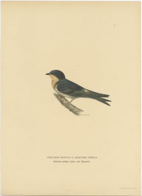 Aerial Grace: The Barn Swallow Bird Print by Magnus von Wright, 1927, view 2