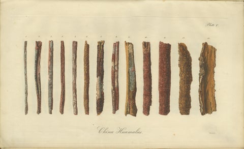 Cinchona Bark Varieties: A Rare Hand-Colored Illustrated Botanical Atlas (1826), view 6