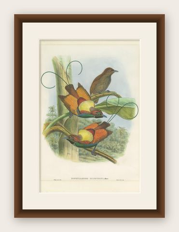 Antique Bird Print of Hunstein's Bird of Paradise by Gould, circa 1850, shown framed
