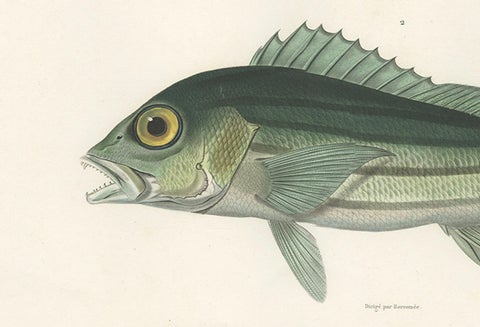 Tropical Fish Engraving, Parrot Hind and Diacope, Paris 1846, close-up 3