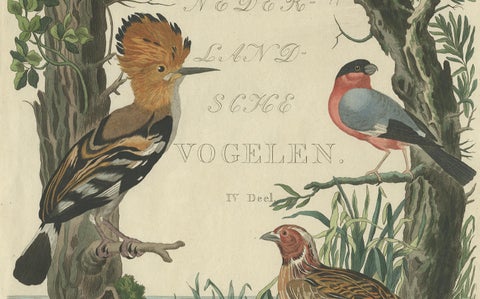 Rare Dutch Bird Print, Hoopoe, Bullfinch, Linnet and Quail, ca. 1770–1829, close-up 6
