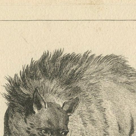 The Majestic Eurasian Lynx: A Detailed Etching - circa 1740, close-up 4