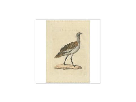 Antique Bird Print of the Great Bustard by Sepp & Nozeman, 1829, view 3