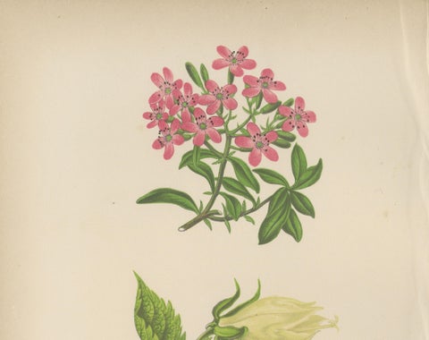 Alpine Botanical Print of Rock Soapwort and Nodding Bellflower, 1874, close-up 1