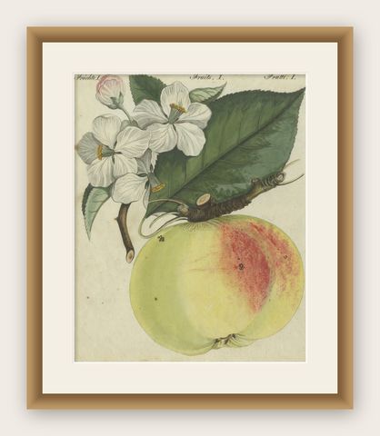 Botanical Study of an Apple and Blossoms: Hand-Colored 19th-Century Engraving, shown framed