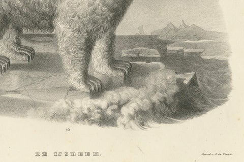 The Polar Bear from 'The Mammals' Natural History Lithographs, Published in 1836, close-up 3