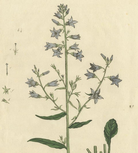 Antique Botany Print of Campanula Rapunculus by Regnault, circa 1780, view 3