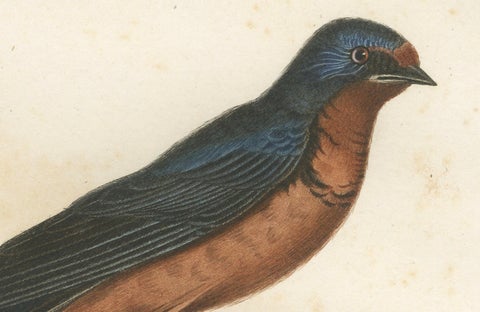1807 Red-Breasted Swallow Illustration - Original Handcolored Antique Bird Print, close-up 1