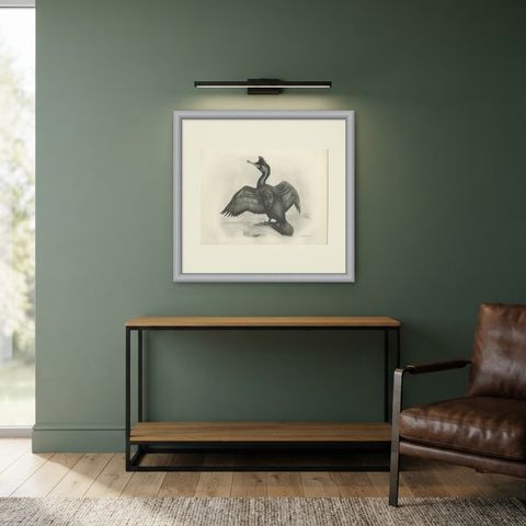Shag, Antique Bird Print after Lilian Medland, circa 1909, shown framed in a room