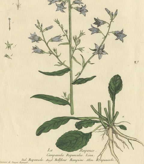 Antique Botany Print of Campanula Rapunculus by Regnault, circa 1780, view 4