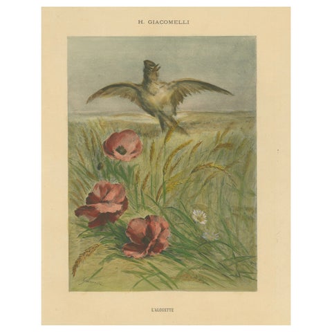 Lark Among Poppies - Exquisite Giacomelli Ornithological Print, Circa 1891