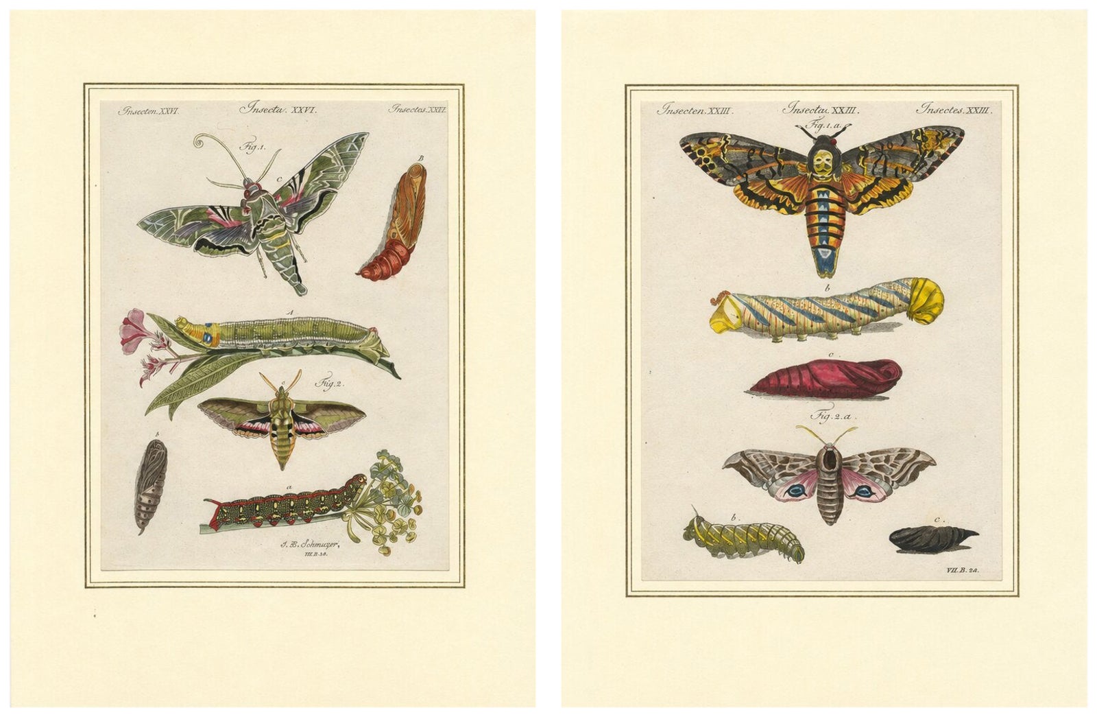Pair of Antique Hawk Moth Life Cycle Engravings, Bertuch, c.1800