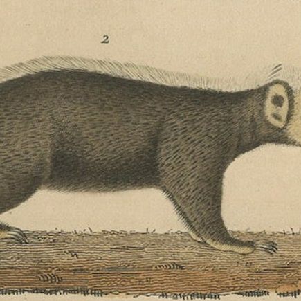 Diverse Mammals Engraved and Hand-Colored: Skunk, Stink Badger, and Canid, 1845, close-up 5