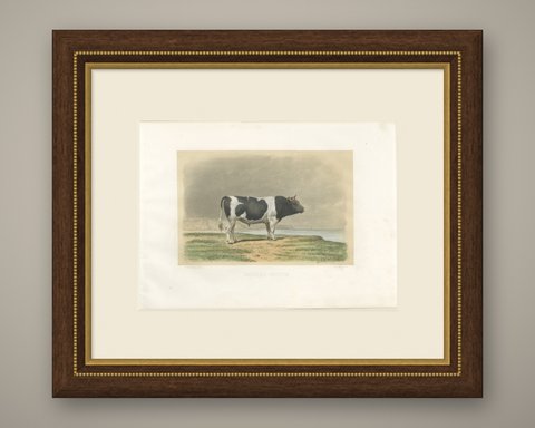 Breton Bull, Antique Cattle Print after Constant Troyon, 1873, shown framed