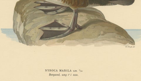 Original Old Bird Print of a Male Greater Scaup, close-up 2
