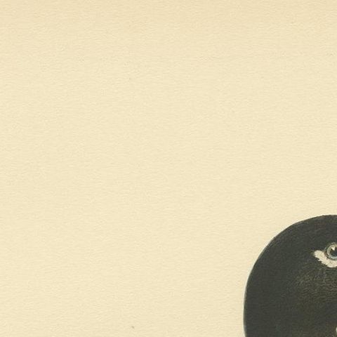 Antique Bird Print of a Male Velvet Scoter by Von Wright '1929', close-up 1