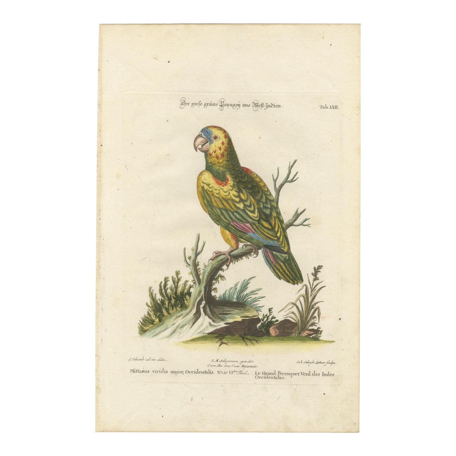 The Great Green Parrot of the West Indies, Hand-Coloured Engraving, ca.1770