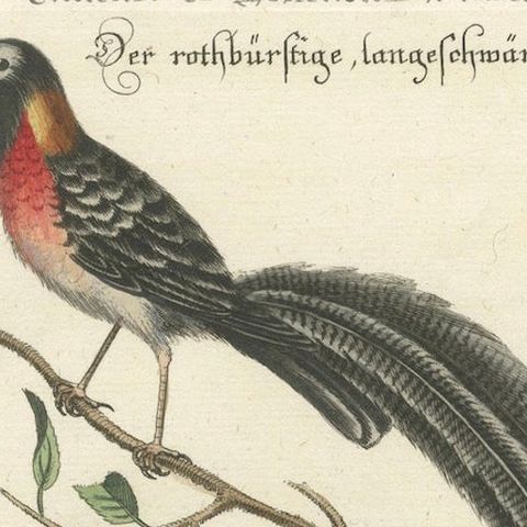 The Long-tailed African Finch and Blue Butterfly Original Old Handcoloring, 1749, close-up 4