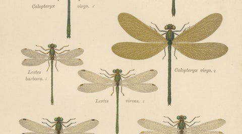 Calopteryx & Lestes Damselfly Lithograph from Die Geradflügler, 1908, close-up 4