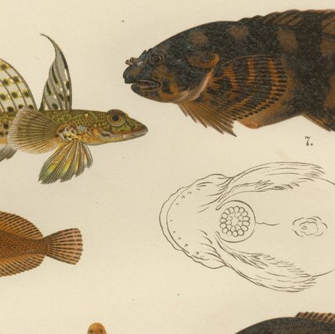 Spotted Dragonet, Montagu’s Sucker, Liparis, Thicklip Grey Mullet - Fish Prints, close-up 1