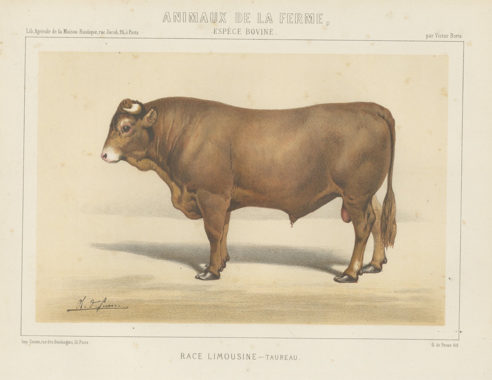 Limousin Bull, French Cattle Breed, Antique Chromolithograph by Borie, 1863