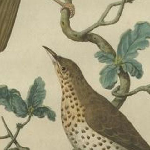 Antique Bird Print of the Fieldfare by Sepp & Nozeman, 1770, close-up 2