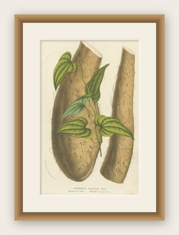 Botanical Illustration of Chinese Yam: Dioscorea Batatas, c.1855, shown framed