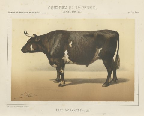 Normandy Ox, French Cattle Breed, Antique Chromolithograph by Borie, 1863