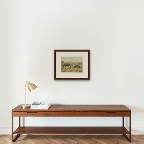 Original Old Bird Print of a Barbary Partridge, shown framed on a wall