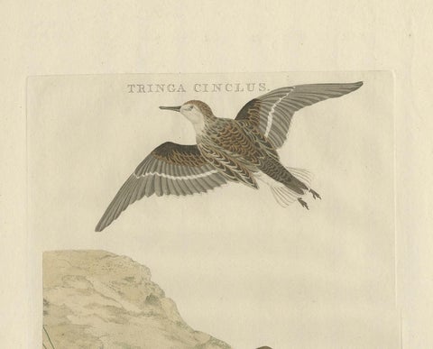 Little Stint, Antique Dutch Ornithology Print by Sepp and Nozeman, circa 1797, view 2