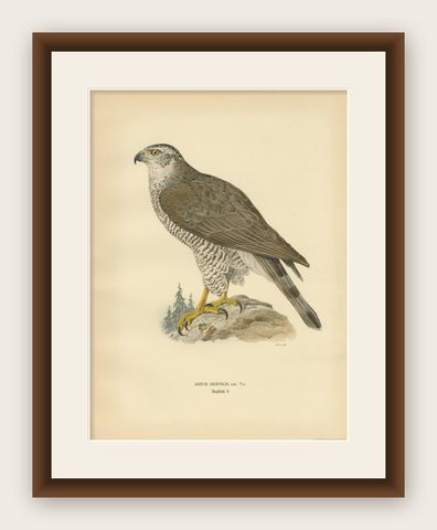 Antique Bird Print of a Female Goshawk by Von Wright '1929', shown framed
