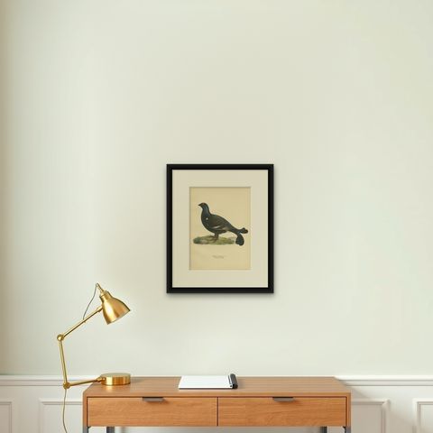 Antique Bird Print of the Black Grouse by Von Wright, 1929, shown framed on a wall