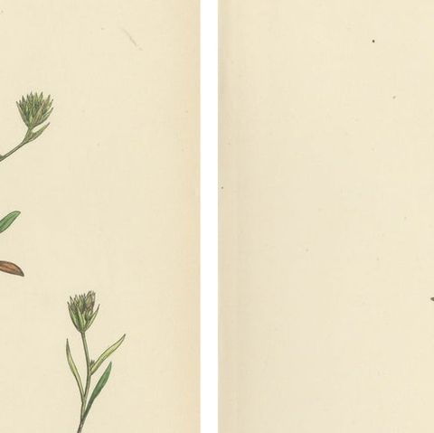Antique English Botanical Interior Prints, Hare’s-ear & Water Dropwort, 1902, close-up 1