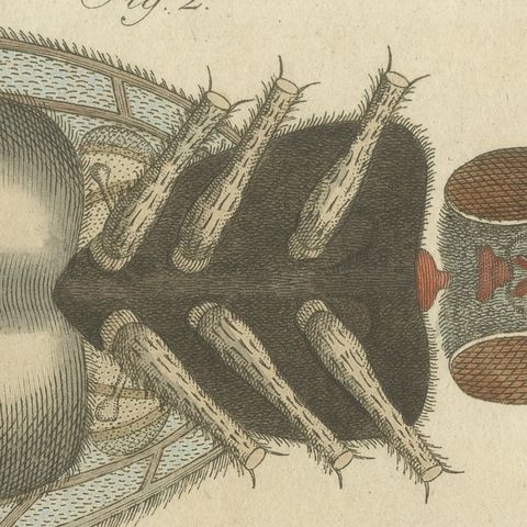 House Fly and Compound Eye Magnified, Antique Bertuch Print, circa 1805, close-up 4