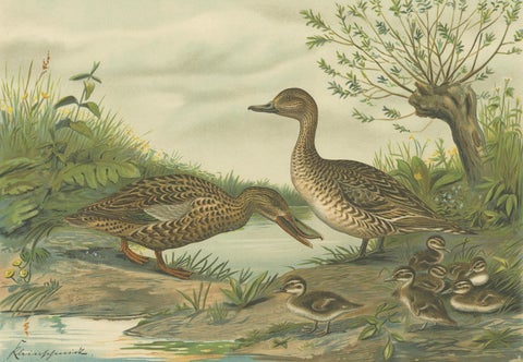 Mallard Duck Family, Antique Bird Chromolithograph with Ducklings c.1880, close-up 6