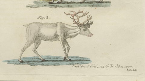 Antique Reindeer & Northern Deer Engraving, Bertuch, c. 1792, close-up 6