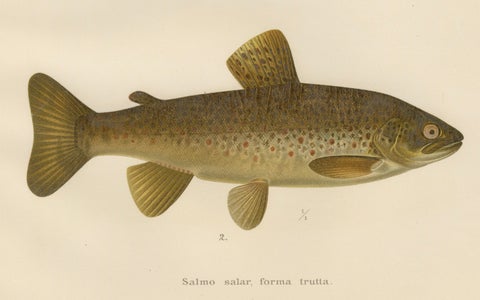 Brown Trout Diversity in Scandinavian Waters: Exquisite Lithograph, 1895, close-up 3