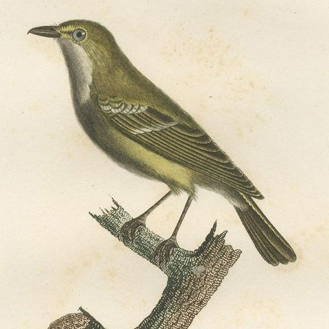 Large Antique Vireo Bird Illustration - 1807 Vieillot Handcolored Print, close-up 4
