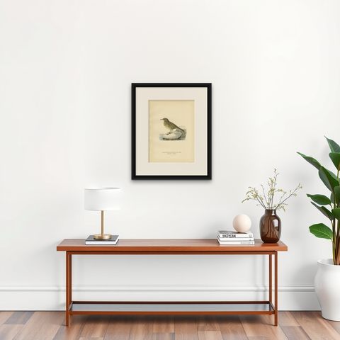 Beautiful Antique Bird Print of the Water Pipit, 1927, shown framed on a wall