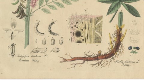 Antique Indigo & Madder Botanical Print, Indigofera & Rubia Tinctorum, c.1831, close-up 4