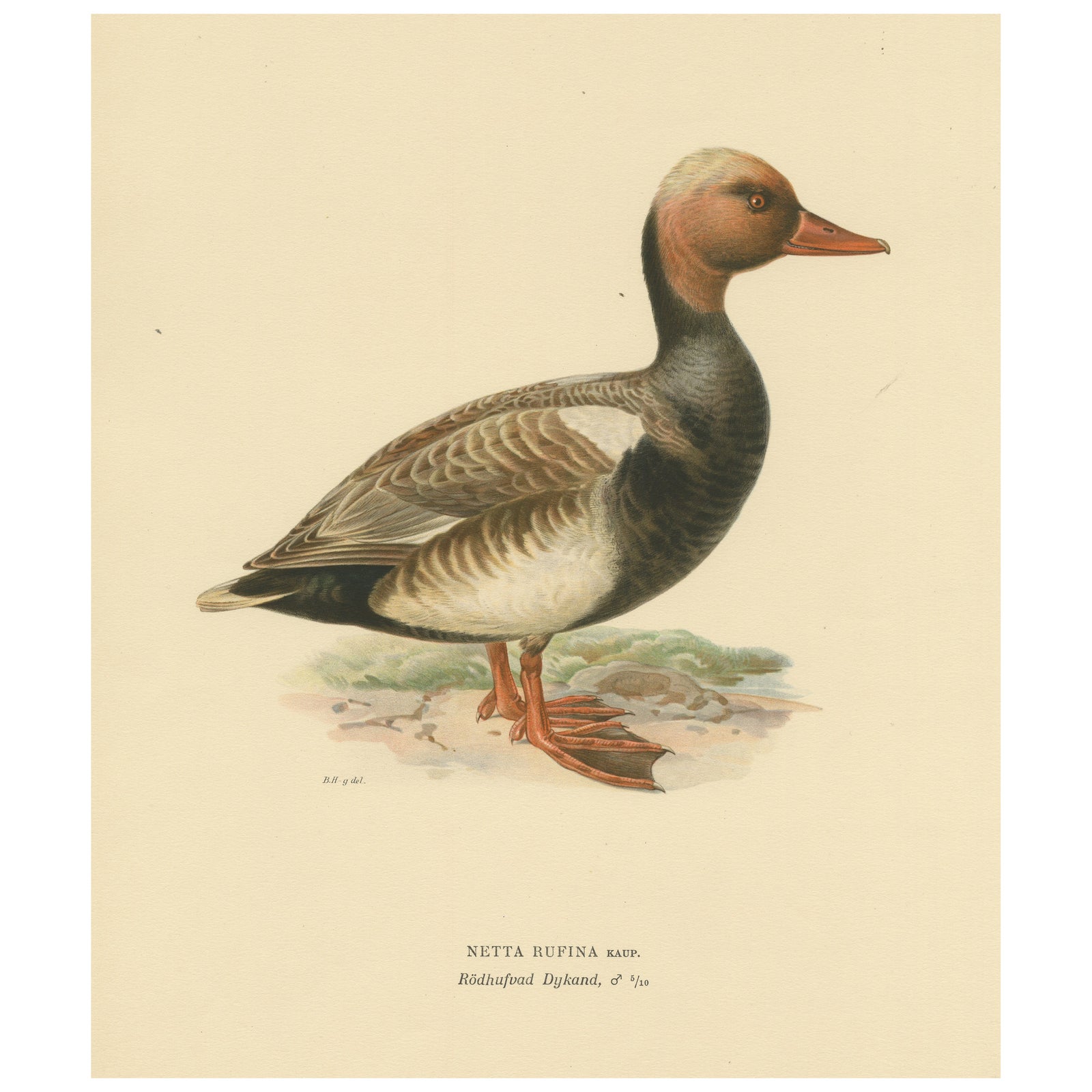 Crimson Crown: Old Bird Print of The Red-Crested Pochard by Magnus von Wright