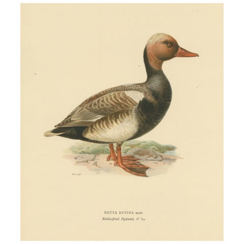 Crimson Crown: Old Bird Print of The Red-Crested Pochard by Magnus von Wright