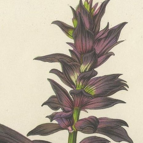 Antique Botany Print of Purple Sage by Van Houtte 'circa 1853', close-up 1